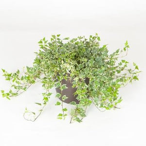 Ivy Hedera Variegated  (6 Inch)
