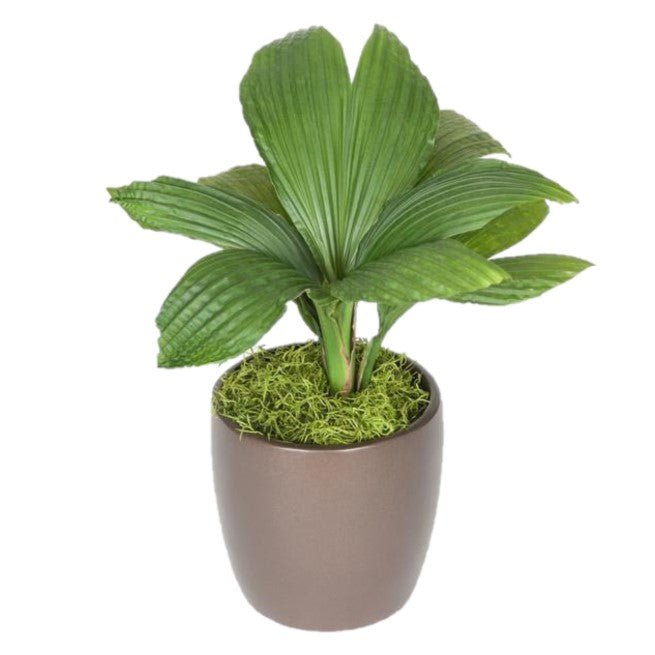 Jungle Drum Cyclanthus (6 Inch)