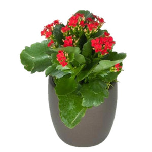 Kalanchoe Assorted Colors  (2 Inch)