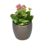 Kalanchoe Assorted Colors (4 Inch)