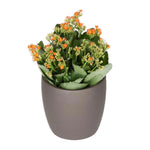 Kalanchoe Assorted Colors (6 Inch)
