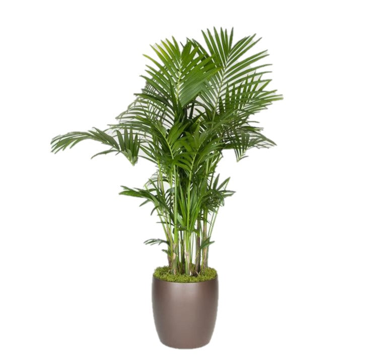 Kentia Palm, 5-6ppp (14 Inch)