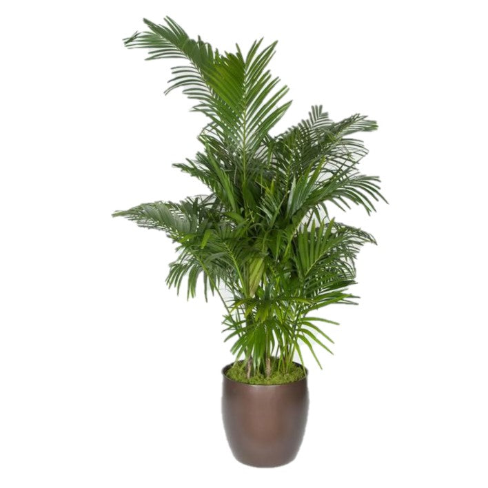 Kentia Palm 5-6ppp (15 gal)