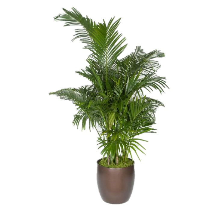 palm plants online Kentia Palm 5-6ppp (15 gal) – Westbrae Nursery