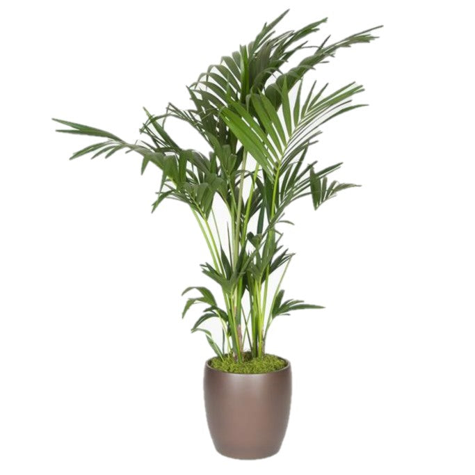 Kentia Palm (2 gal)