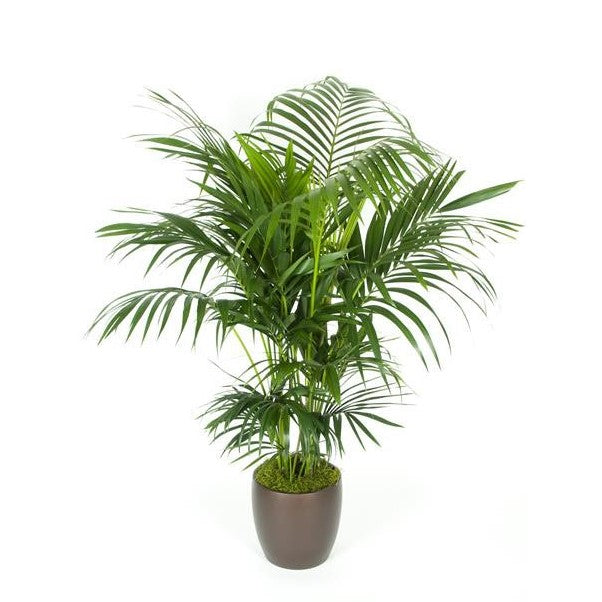Kentia Palm (5 gal)