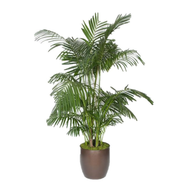 Kentia Palm 5ppp  (10 gal)
