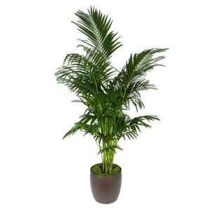 Kentia Palm 4ppp (7 gal)