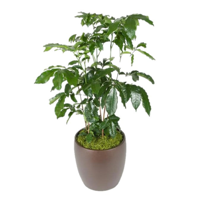 natal mahogany tree indoor plant Natal Mahogany Column (10 Inch) – Westbrae Nursery