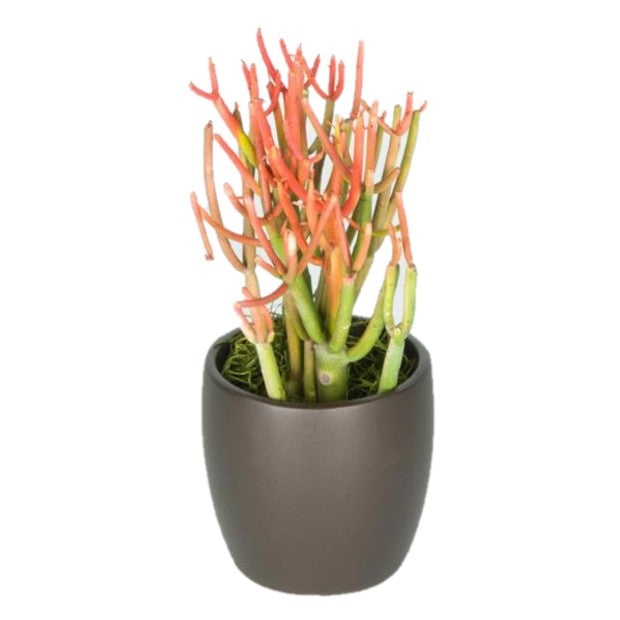 firesticks pencil cactus Pencil Cactus Firestick (4 Inch) – Westbrae Nursery