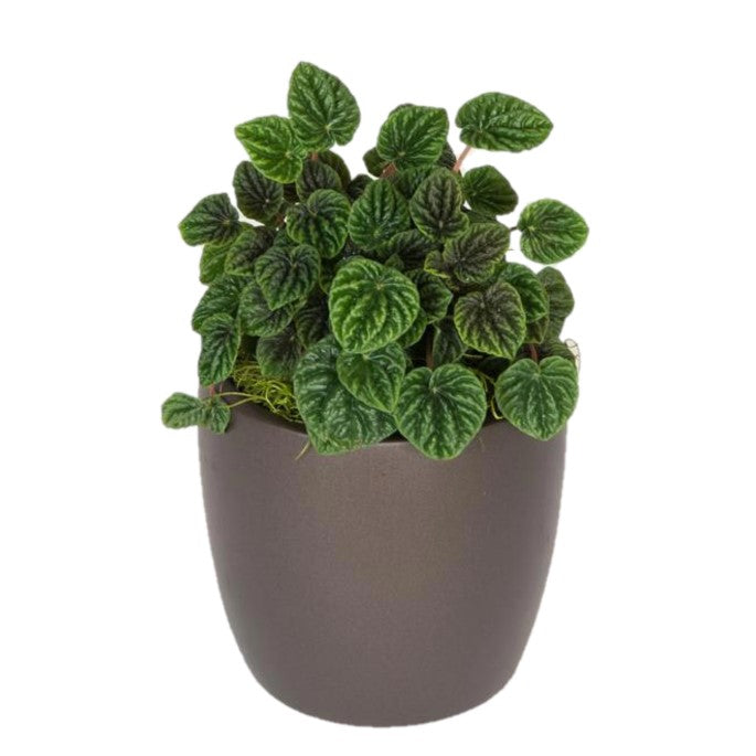 Peperomia Red Ripple (6 Inch)