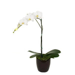 Phalaenopsis White  (4 Inch)