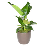 Philodendron Congo Green (10 Inch)