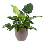 Philodendron Congo Green (6 Inch)
