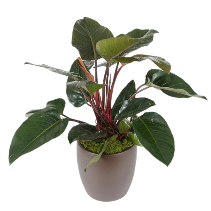 Philodendron Congo Rojo (10 Inch)