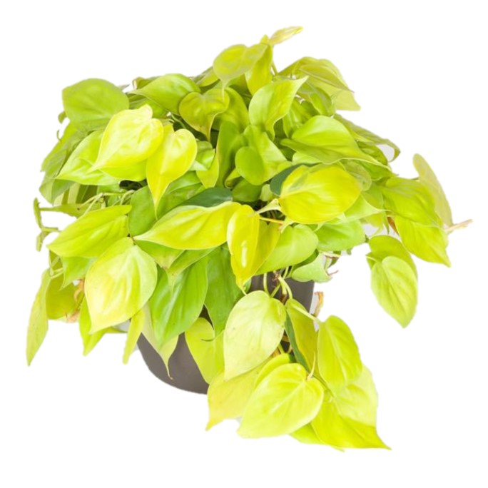 philodendron neon cordatum Philodendron Cordatum Neon (6 Inch) – Westbrae Nursery