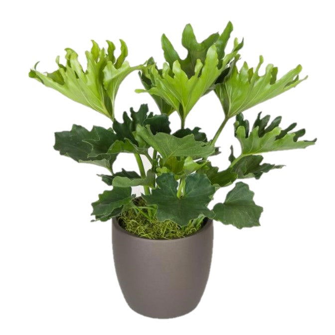 Philodendron Hope (10 Inch)