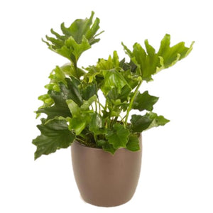 Philodendron Hope (6 Inch)