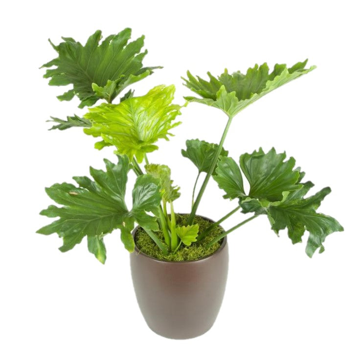 philodendron 'hope' Philodendron Hope (8 Inch) – Westbrae Nursery