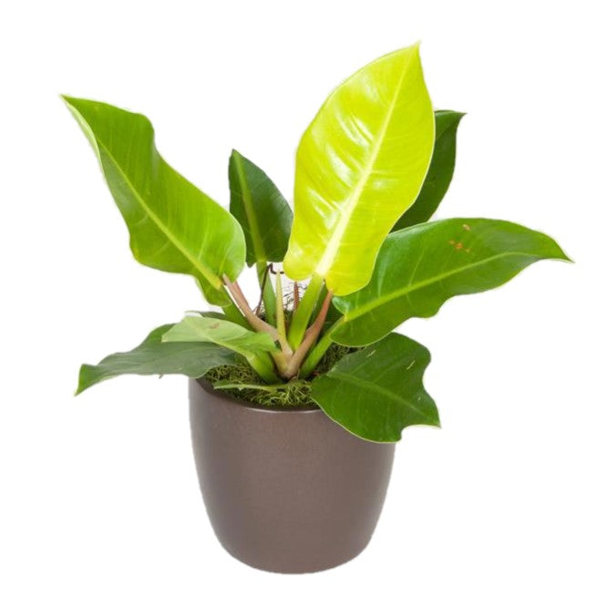 Philodendron Moonlight (6 Inch)