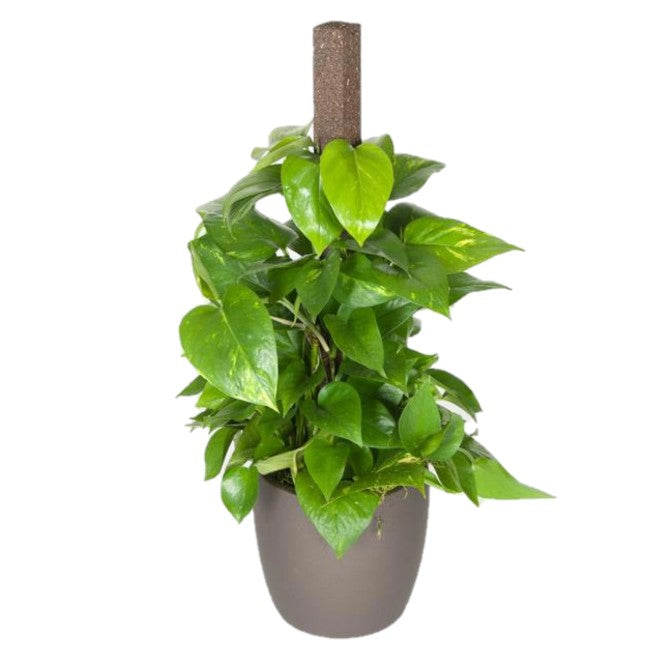6 inch pothos Pothos Golden On A Pole (6 Inch) – Westbrae Nursery