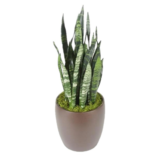 black.coral snake plant Sansevieria Black Coral (10 Inch) – Westbrae Nursery