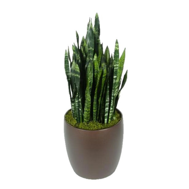 black coral snake plant Sansevieria Black Coral (14 Inch) – Westbrae Nursery