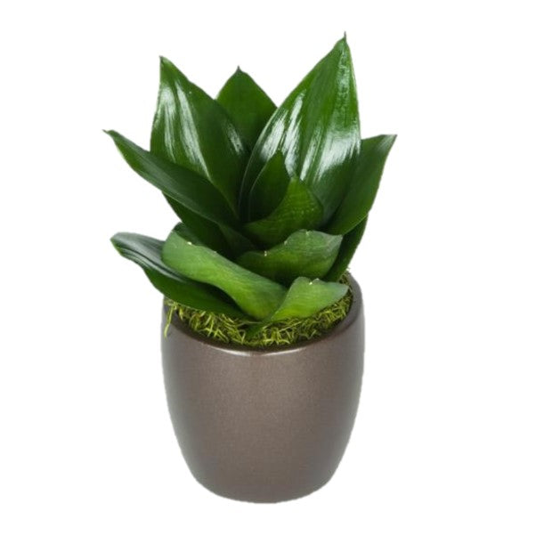 sansevieria hahnii jade Sansevieria Hahnii Jade (4 Inch) – Westbrae Nursery