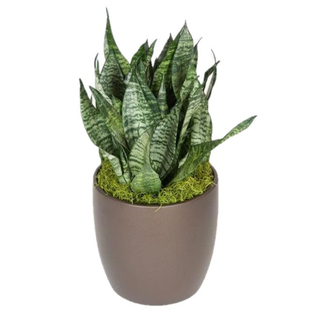 sansevieria black robusta Sansevieria Robusta (8 Inch) – Westbrae Nursery