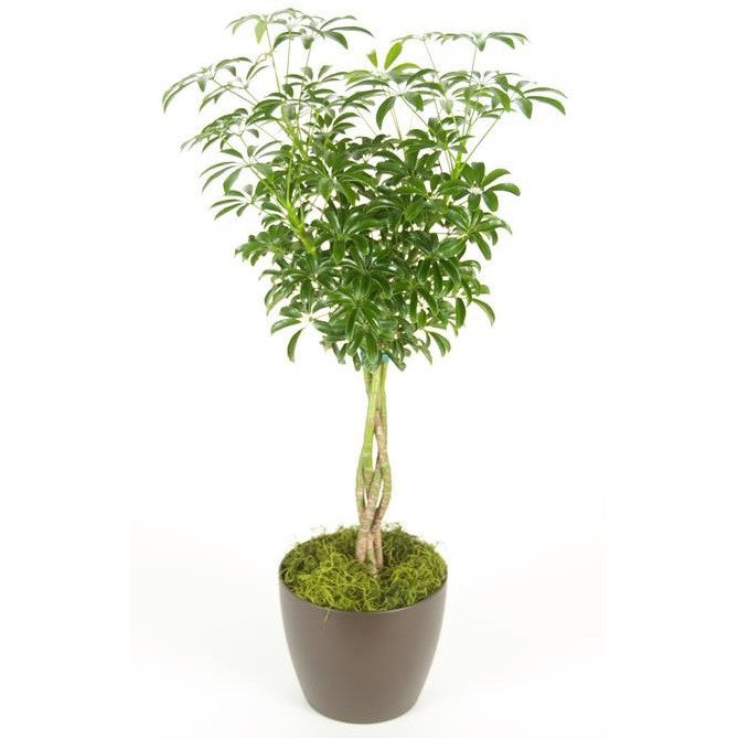 schefflera arboricola braid bugs Schefflera Arboricola Braid Green (6 Inch) – Westbrae Nursery