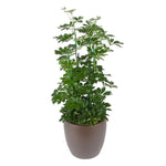 Schefflera Arboricola Column Green (10 Inch)
