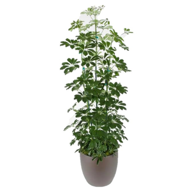 schefflera arboricola column Schefflera Arboricola Column Green (12 Inch) – Westbrae Nursery