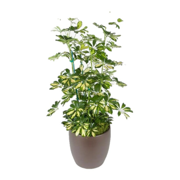 schefflera arboricola charlotte Schefflera Arboricola Column Variegated (10 Inch) – Westbrae Nursery