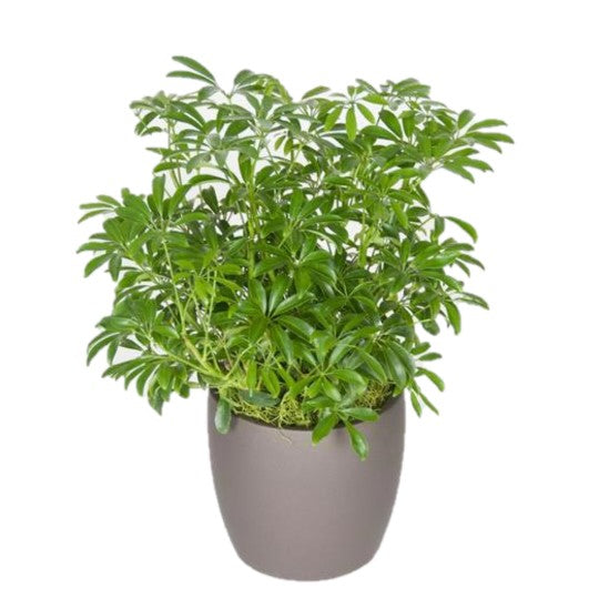 Schefflera Arboricola Green (6 Inch)