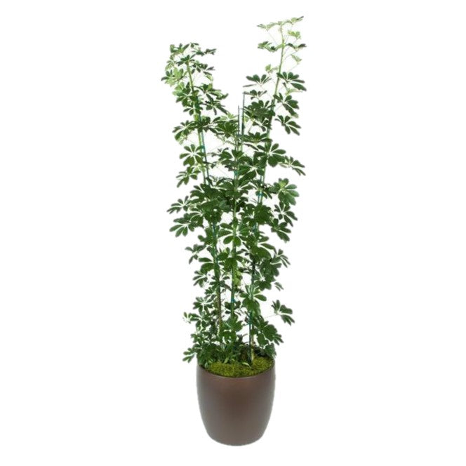 Schefflera Arboricola Green Column  (14 Inch)