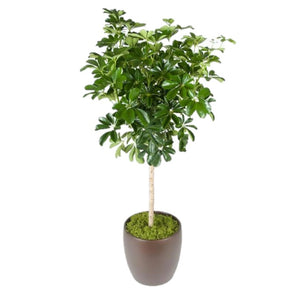 schefflera arboricola pet safe Schefflera Arboricola Standard Green (10 Inch) – Westbrae Nursery