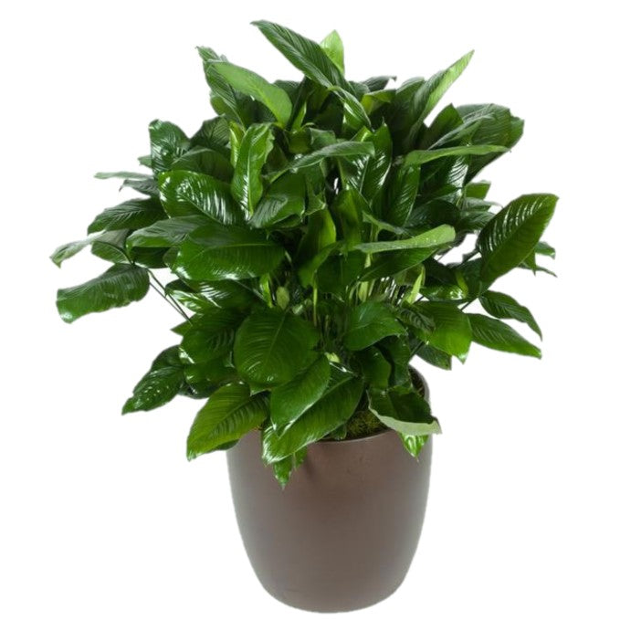 Spathiphyllum Dario Green  (14 Inch)