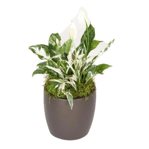 Spathiphyllum Domino Variegated (6 Inch)