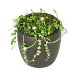 String Of Pearls (4 Inch)