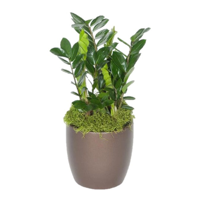 8 inch zz plant ZZ Plant, 1ft CA Grown (8 Inch) – Westbrae Nursery
