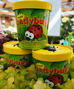 ladybugs for indoor plants Ladybugs 1500 count cup from Tip top – Westbrae Nursery