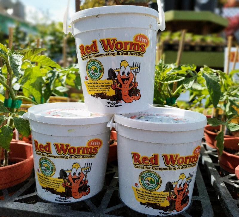 Red Worms 200 count bucket